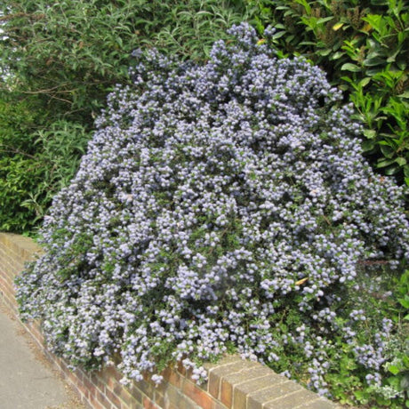 Rounded Ceanothus ‘Blue Mound’ covered with pale blue flowers beside a low brick wall.