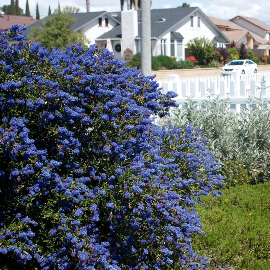 Ceanothus ‘Concha’