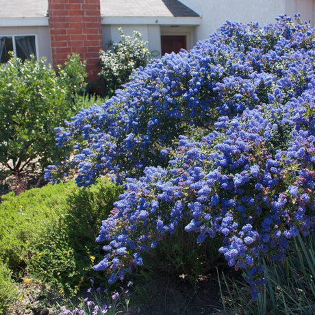 Broad Ceanothus ‘Concha’ shrub covered with vivid blue flowers in a front garden.