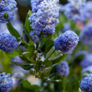 Ceanothus impressus ‘Victoria’