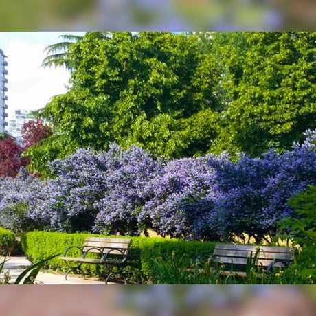 Large Ceanothus impressus ‘Victoria’ shrubs covered in blue flowers around a garden seating area.