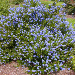 Ceanothus impressus ‘Victoria’