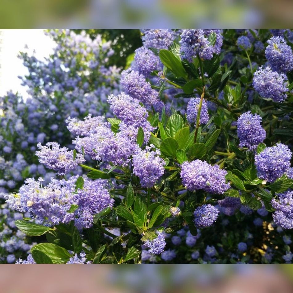 Ceanothus impressus ‘Victoria’