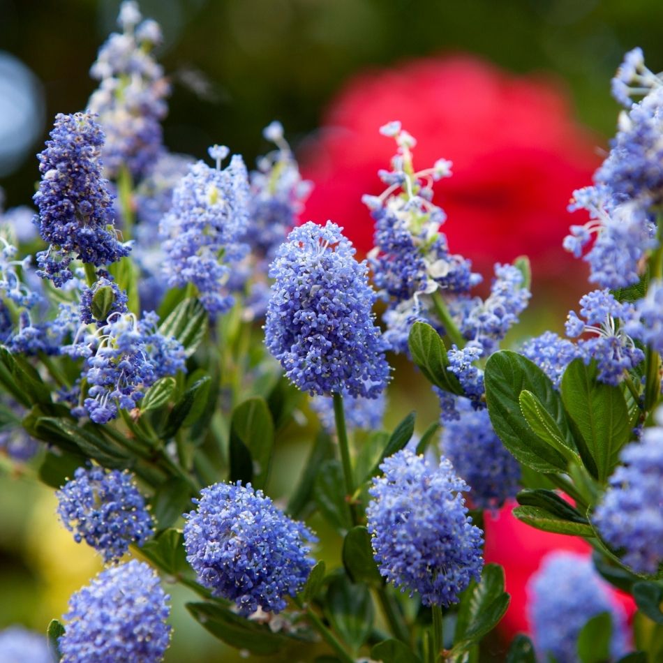 Ceanothus impressus ‘Victoria’