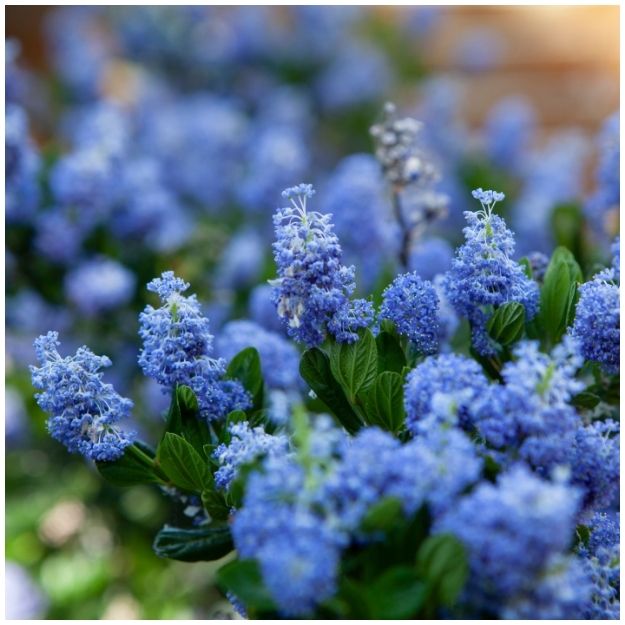 Ceanothus impressus ‘Victoria’