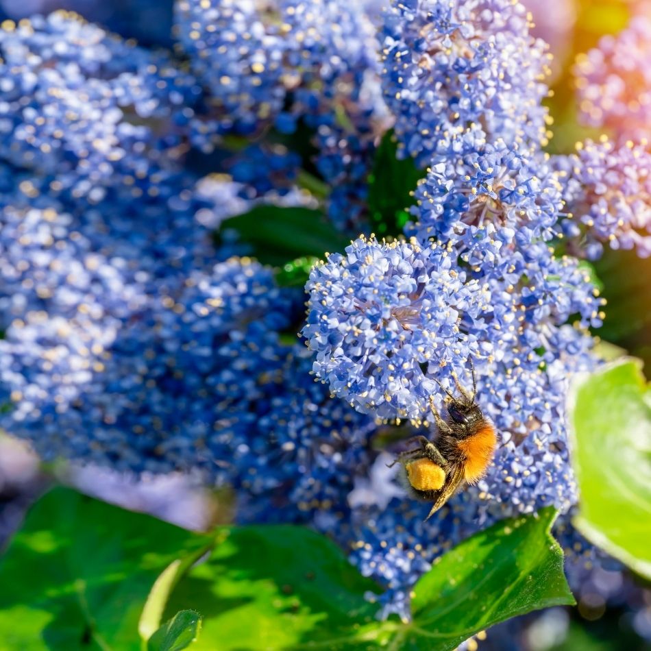 Ceanothus impressus ‘Victoria’