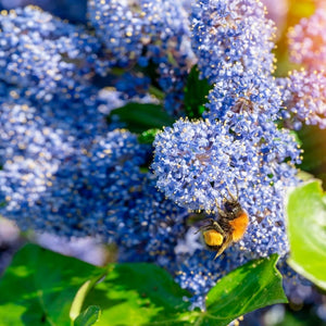 Ceanothus impressus ‘Victoria’