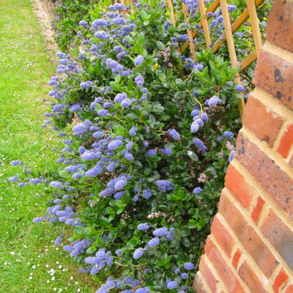 Ceanothus thyrsiflorus var. repens