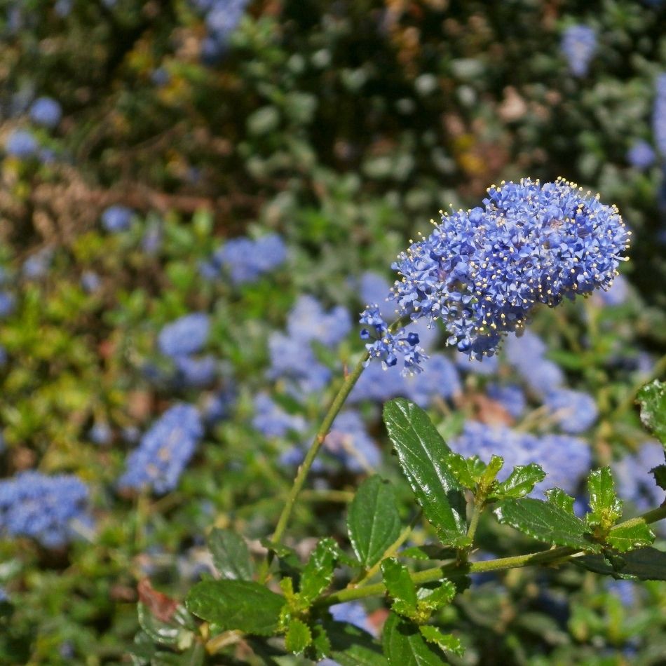Ceanothus thyrsiflorus var. repens