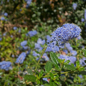 Ceanothus thyrsiflorus var. repens