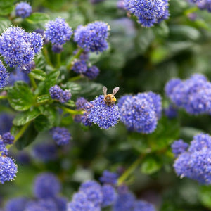 Ceanothus thyrsiflorus var. repens