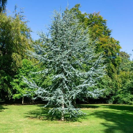 Mature Cedrus atlantica ‘Glauca’ forming a broad blue-grey conical tree in a park lawn.