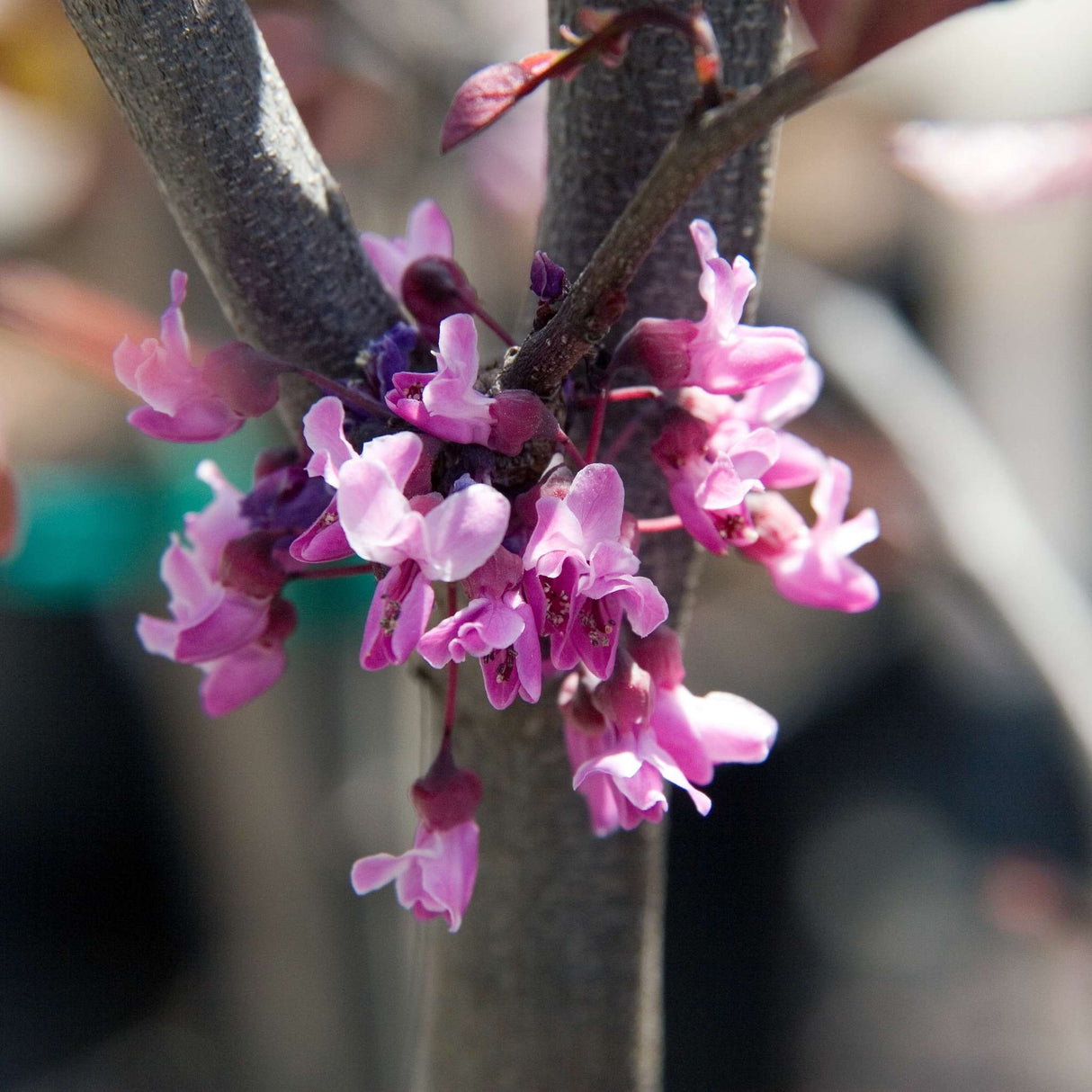 Cercis canadensis ‘Forest Pansy’