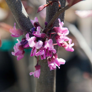 Cercis canadensis ‘Forest Pansy’
