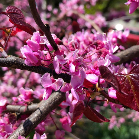Close-up of vivid magenta Cercis canadensis ‘Forest Pansy’ flowers on bare dark branches.