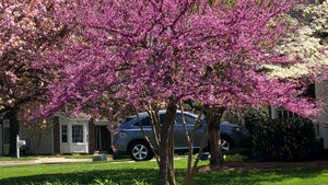 Pollinator friendly shrubs