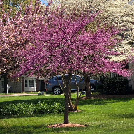 Small Cercis canadensis ‘Forest Pansy’ tree covered with pink-purple blossom in a lawn.