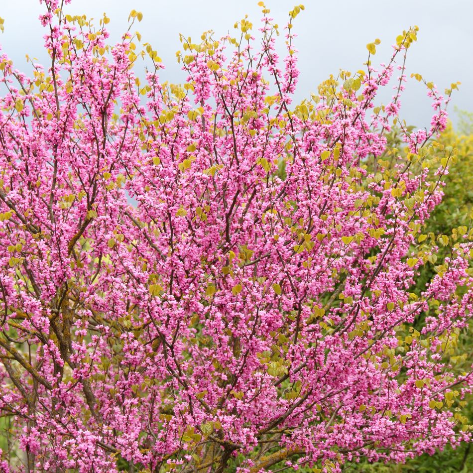 Cercis siliquastrum