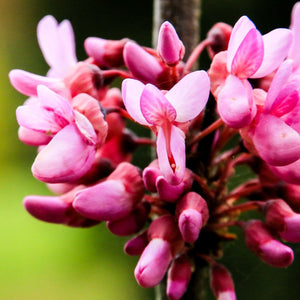 Cercis siliquastrum