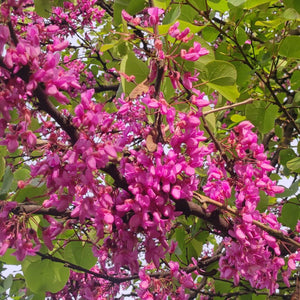Cercis siliquastrum
