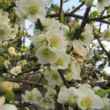 White Chaenomeles speciosa ‘Nivalis’ flowers opening along thorny branches.