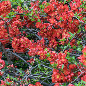 Chaenomeles × superba ‘Crimson and Gold’