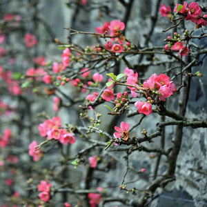 Chaenomeles × superba ‘Pink Lady’