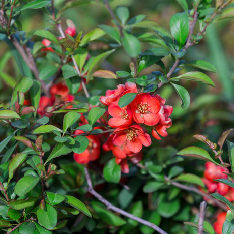 Red Chaenomeles × superba ‘Crimson and Gold’ flowers on a leafy branch.