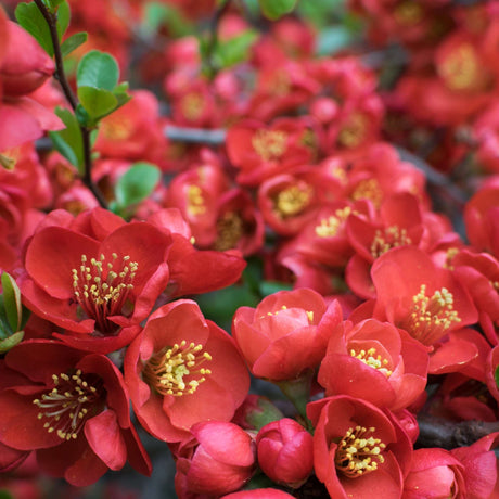 Close-up cluster of deep crimson Chaenomeles × superba ‘Crimson and Gold’ flowers with golden stamens.