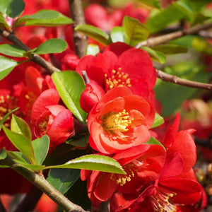 Close-up of scarlet Chaenomeles × superba ‘Nicoline’ flowers with golden stamens.