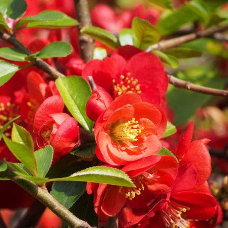 Close-up of scarlet Chaenomeles × superba ‘Nicoline’ flowers with golden stamens.