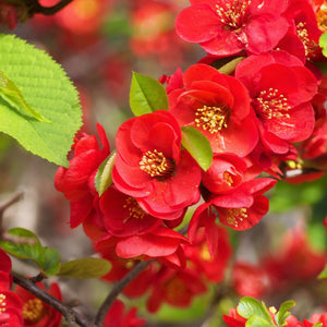 Cluster of bright red, cup-shaped Chaenomeles × superba ‘Nicoline’ flowers.