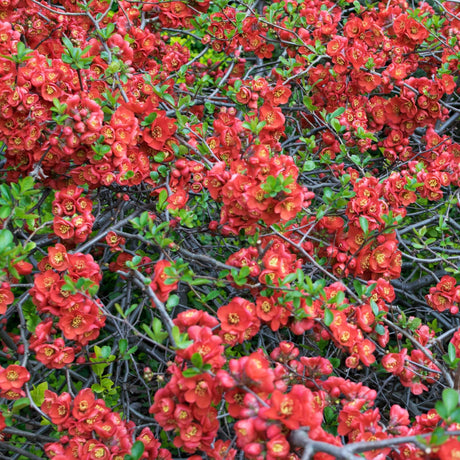 Mass of vivid red Chaenomeles × superba ‘Nicoline’ flowers on tangled branches.