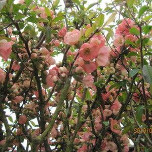 Shrubby Chaenomeles × superba ‘Pink Lady’ covered with soft salmon-pink flowers.