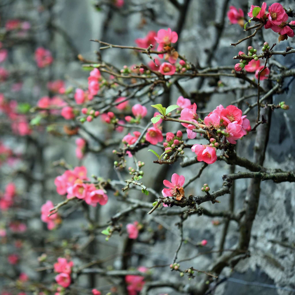 Bright pink Chaenomeles × superba ‘Pink Lady’ flowers on dark bare branches against a wall.