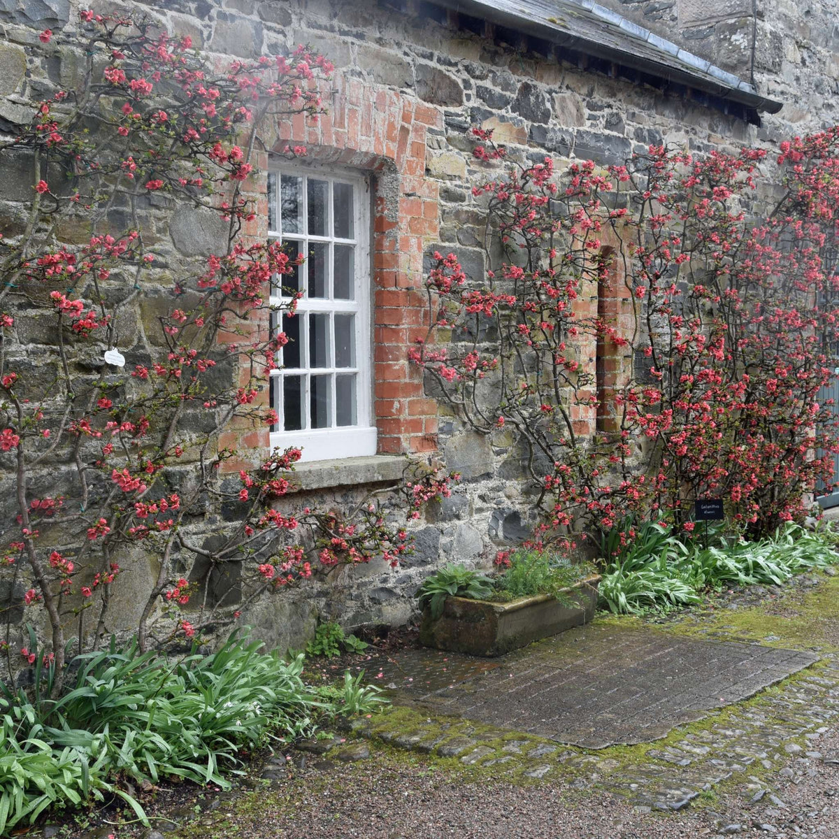 Chaenomeles × superba ‘Pink Lady’ trained against a stone wall and dotted with pink flowers.