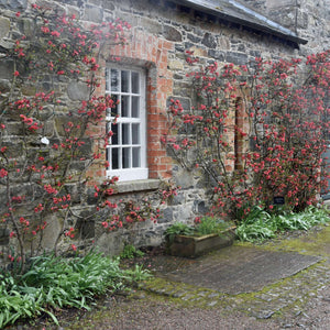 Chaenomeles × superba ‘Pink Lady’ trained against a stone wall and dotted with pink flowers.