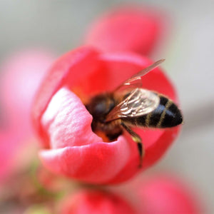 Bee feeding inside an open coral-pink Chaenomeles × superba ‘Pink Lady’ flower.