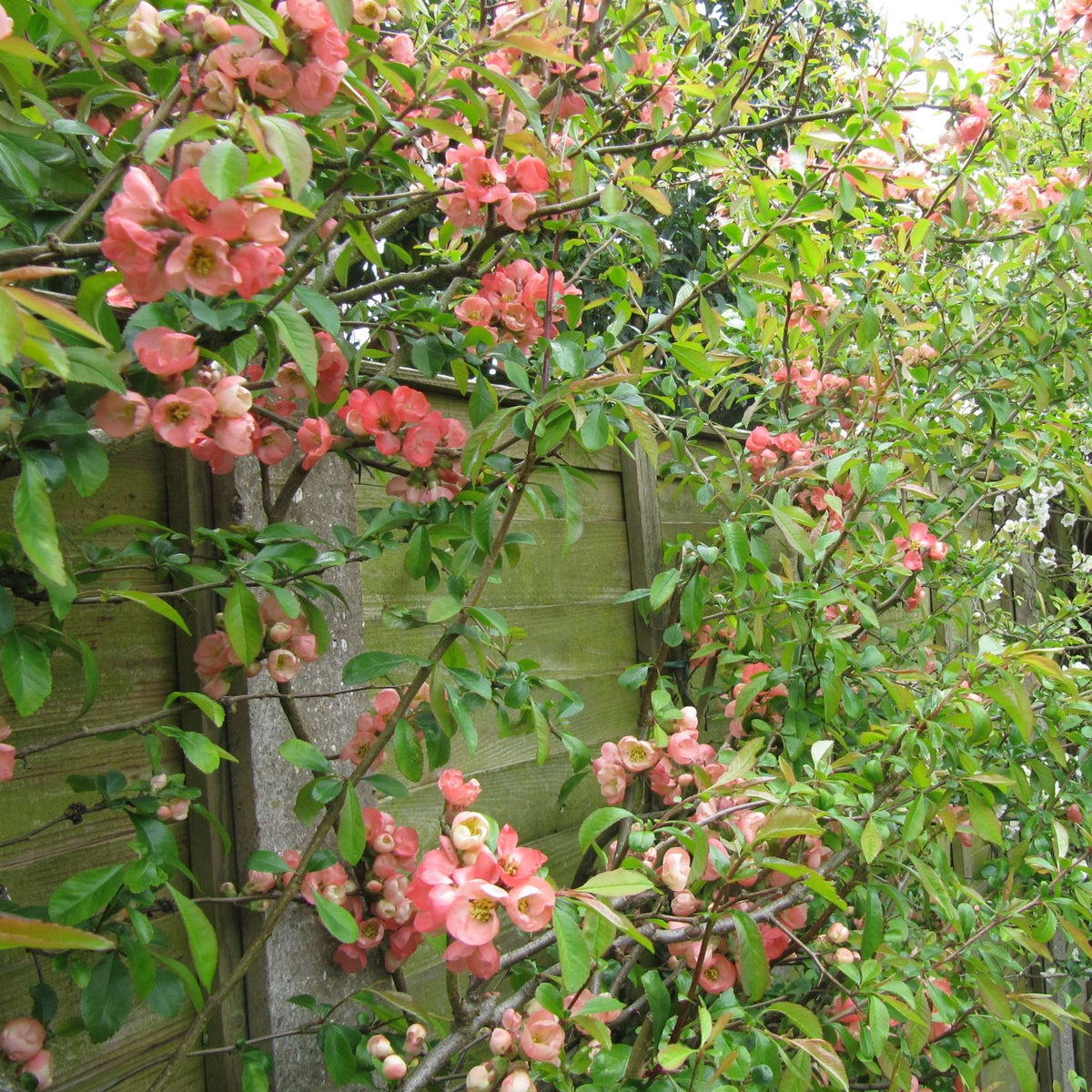 Leafy Chaenomeles × superba ‘Pink Lady’ shrub bearing numerous salmon-pink flowers.