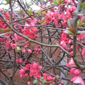 Deep pink Chaenomeles × superba ‘Pink Lady’ flowers opening along bare branches.