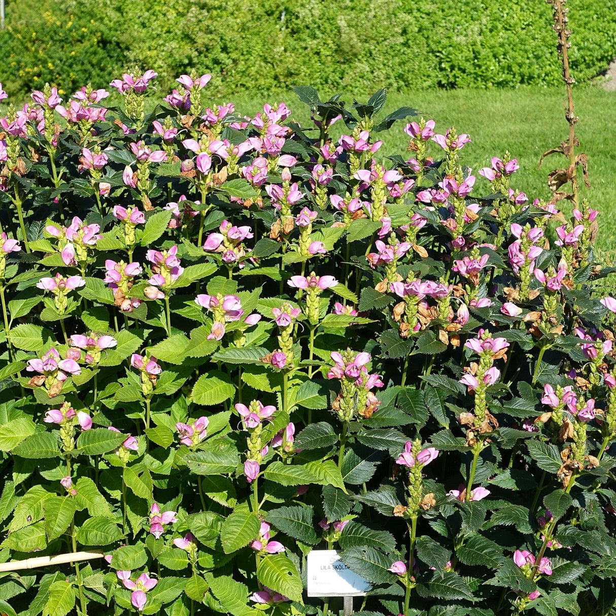 Chelone obliqua