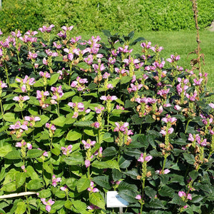 Chelone obliqua