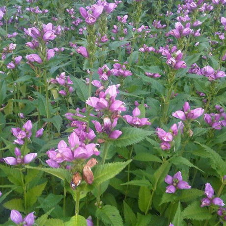 Drift of upright Chelone obliqua stems bearing pink flowers in a mixed border.
