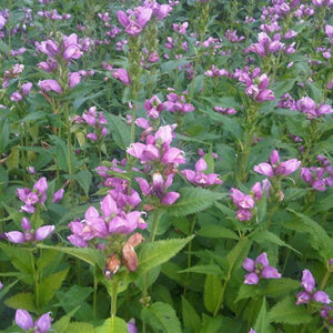 Chelone obliqua