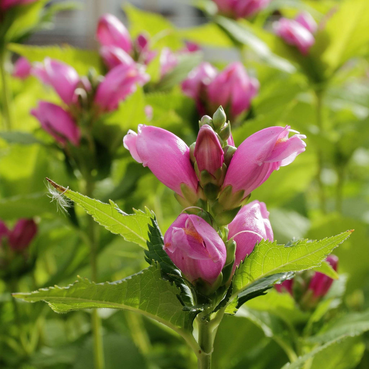 Chelone obliqua