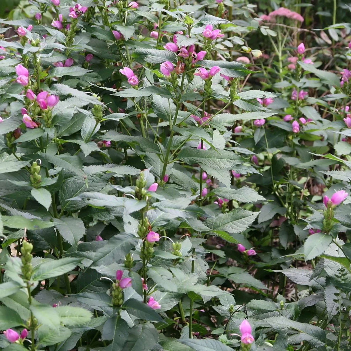 Chelone obliqua