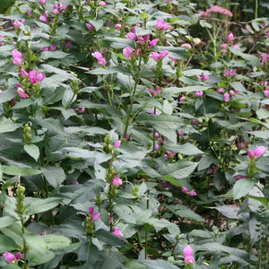 Chelone obliqua