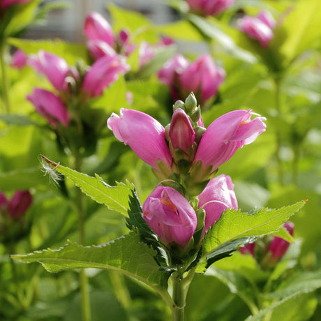 Close-up of pink hooded Chelone obliqua flowers among serrated green leaves.