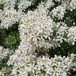 Choisya × dewitteana ‘White Dazzler’
