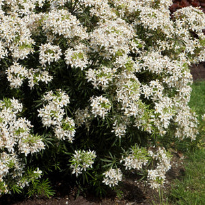 Choisya × dewitteana ‘White Dazzler’